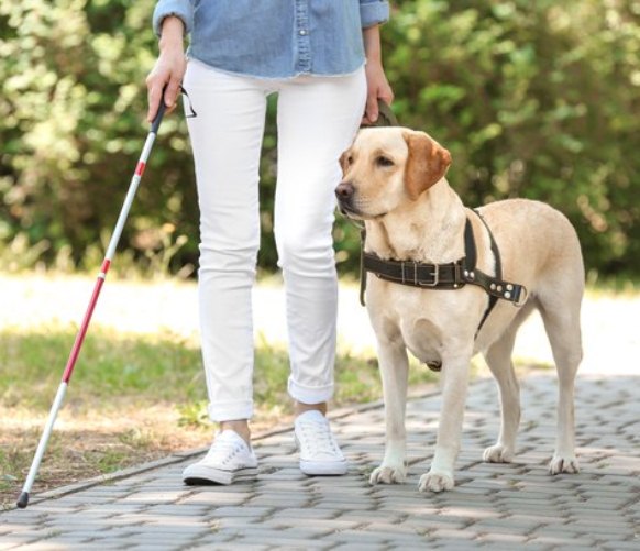 Recusa em transportar cão-guia de deficiente visual gera danos morais
